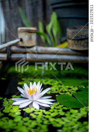 和風ビオトープの水面に浮かぶ睡蓮の花 和風ビオトープの水面に浮かぶ睡蓮の花 101527611