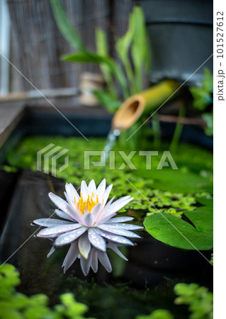 和風ビオトープの水面に浮かぶ睡蓮の花 101527612