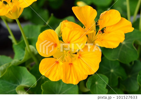 鮮やかな黄色のキンレンカ（金蓮花）ナスタチウム 101527633