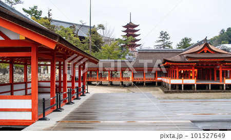 雨上がりの朝厳島神社平舞台　右楽房前より客神社祓殿と五重塔を望む　広島県 101527649