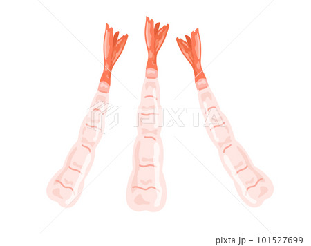 生食用の甘海老のイラスト 生食用の甘海老のイラスト 101527699