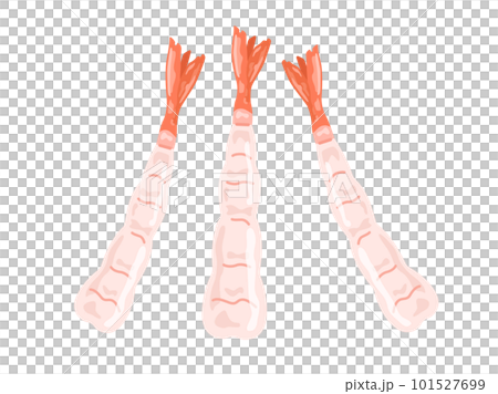 生食用の甘海老のイラスト 生食用の甘海老のイラスト 101527699