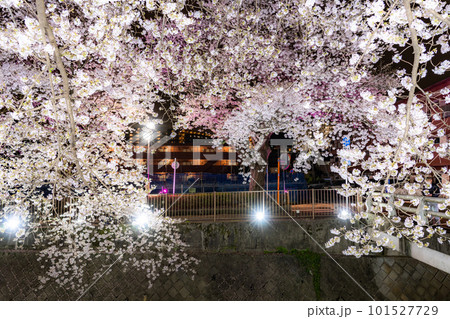 《東京都》三沢川桜並木・夜桜ライトアップ 《東京都》三沢川桜並木・夜桜ライトアップ 101527729