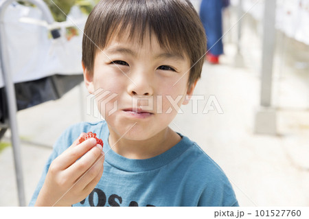 イチゴ狩りを楽しむ男の子 101527760