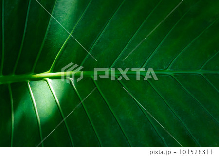 Greenery background of nature plant and leaf Greenery background of nature plant and leaf 101528311