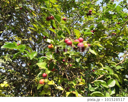 Greenery background of nature plant and leaf 101528517