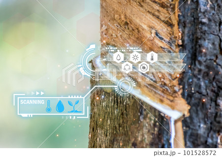 Smart Farm, Agriculturist rubber tree plantation 101528572