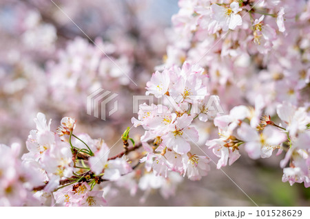春の日差しに輝く桜の花 101528629