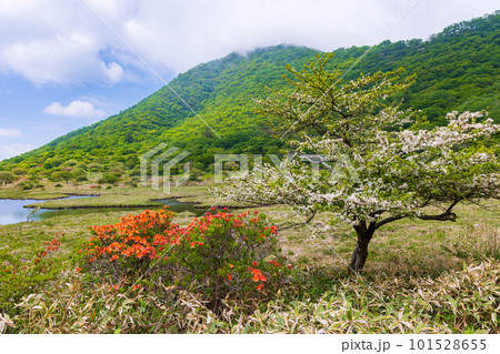 日本百名山　赤城山　レンゲツツジが咲く初夏の覚満淵 101528655
