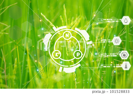 Smart Farm, Nature of rice field on rice paddy Smart Farm, Nature of rice field on rice paddy 101528833