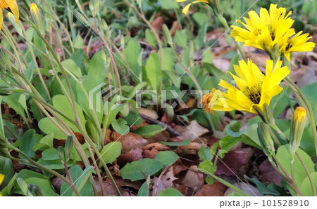 イワニガナ（ジシバリ） 101528910