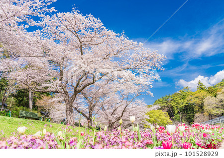 （静岡県）はままつフラワーパーク　散策路のチューリップと桜並木 101528929