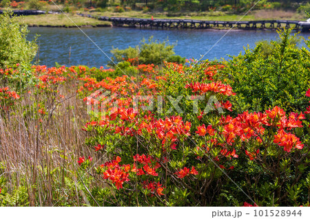 日本百名山　赤城山　レンゲツツジが咲く初夏の覚満淵 101528944