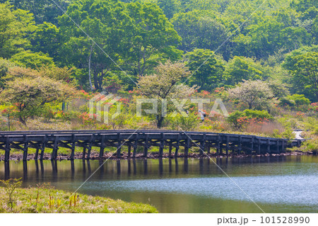 日本百名山　赤城山　レンゲツツジが咲く初夏の覚満淵 101528990