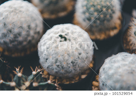 Cactus and Cactus flowers popular for decorative 101529054