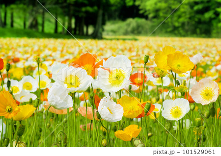 一面に咲く黄色のポピーの花畑 一面に咲く黄色のポピーの花畑 101529061