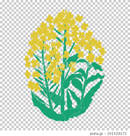 春天黃色油菜花顏色的簡單立體圖 春天黃色油菜花顏色的簡單立體圖 101529272