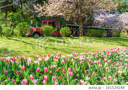 （静岡県）はままつフラワーパーク　チューリップと桜並木を走るフラワートレイン 101529286