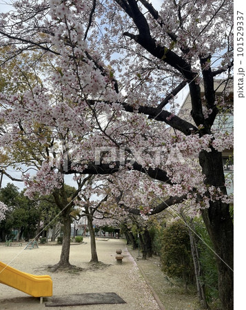 小さな公園の満開の桜　大阪府茨木市中央通 101529337