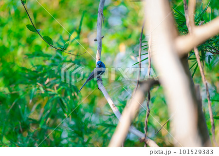 Bird (Black-naped Monarch) on tree in nature wild Bird (Black-naped Monarch) on tree in nature wild 101529383