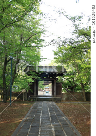 新緑に包まれたお寺の参道 101529402