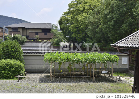 方広寺　千成瓢箪 101529446