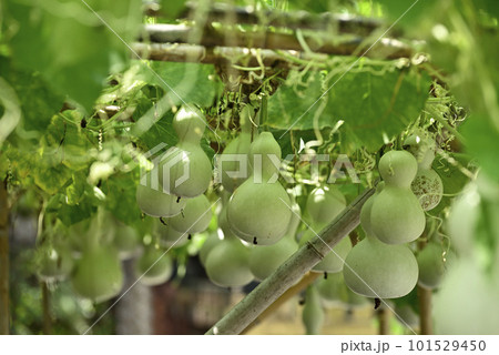 方広寺 千成瓢箪 方広寺 千成瓢箪 101529450