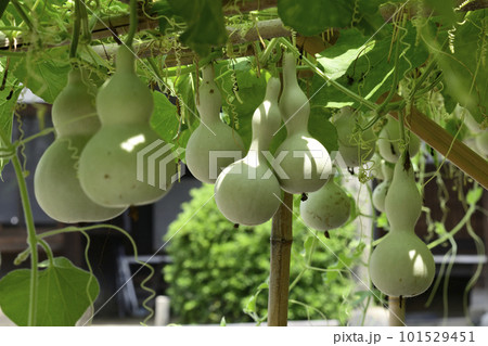 方広寺　千成瓢箪 101529451