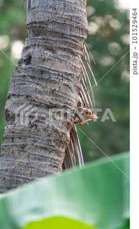 Bird (Lineated Barbet) on tree in a nature wild 101529464