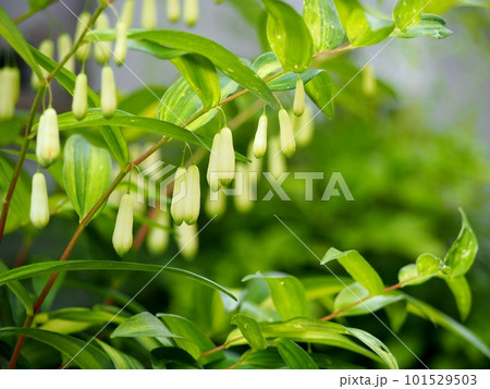 鳴子百合の蕾 鳴子百合の蕾 101529503