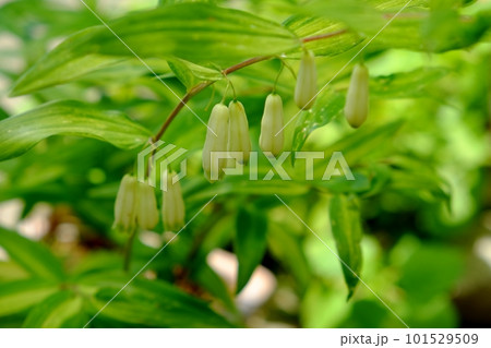 鳴子百合の花 鳴子百合の花 101529509