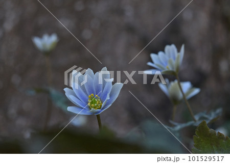 早春に林床でひっそり咲いている薄紫色の萼片に黄色の雄しべのヤクが綺麗なユキワリイチゲの花 101529517