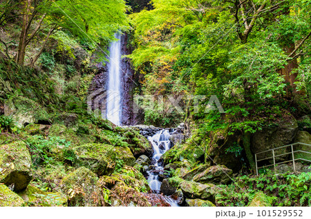 岐阜 養老の滝 101529552