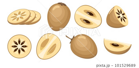 Sapota fruits set Sapota fruits set 101529689