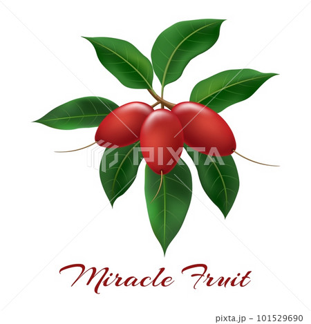 Miracle fruits on branch Miracle fruits on branch 101529690