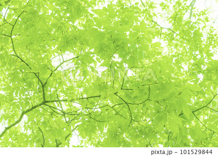 新緑の葉に差し込む太陽光 101529844