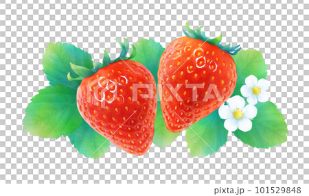 熟した赤いイチゴと葉と花のイラスト_新鮮で甘いかわいいフルーツ_水彩 101529848