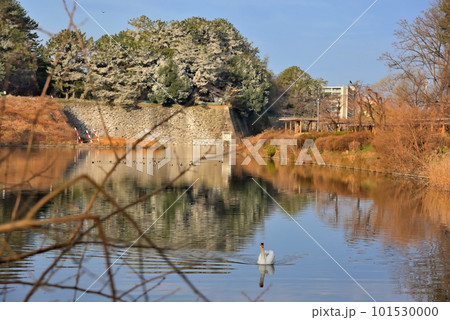 《愛知県》名古屋城の石垣とお堀の白鳥 101530000
