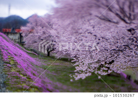 立谷川の芝桜と桜 101530267