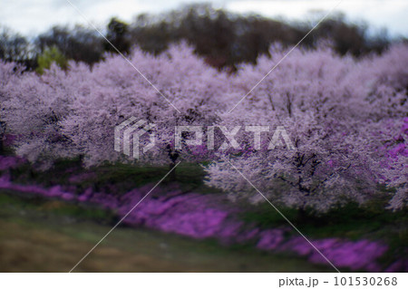 立谷川の芝桜と桜 101530268