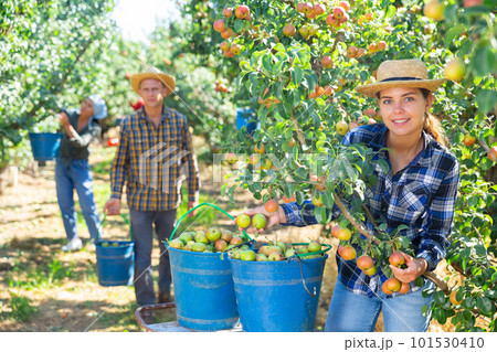 Woman farmer picking ripe pears in orchard Woman farmer picking ripe pears in orchard 101530410