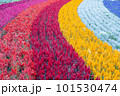 Multiple colour flower garden in row 101530474
