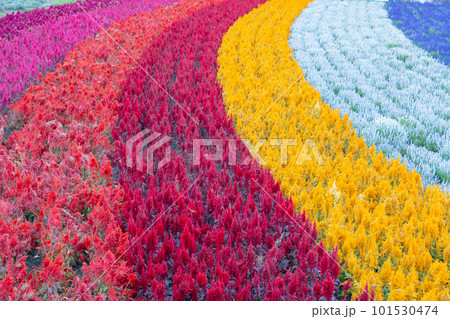 Multiple colour flower garden in row 101530474