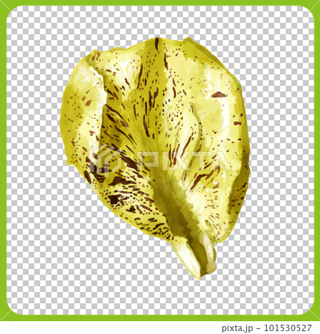 手繪水彩葉菊苣插畫 101530527