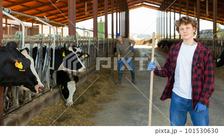 Farmer diligently cleans the barn and feeds the cows with hay 101530630