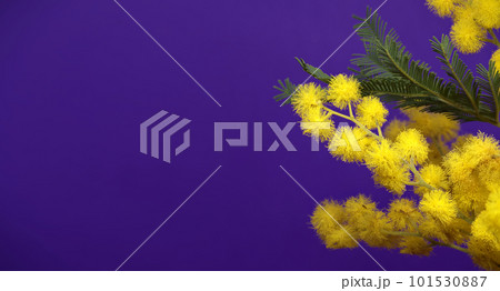 Mimosa flowers bunch, yellow fluffy balls and leaves 101530887