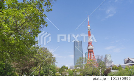 東京都港区|港区立芝公園から見る東京タワー 東京都港区|港区立芝公園から見る東京タワー 101530996