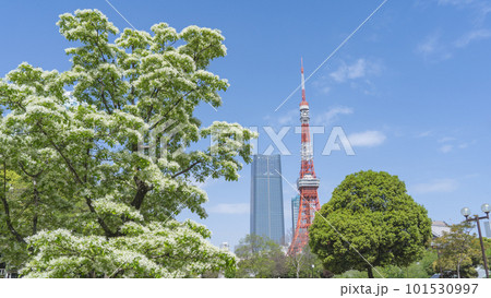東京都港区|春の港区立芝公園から見る東京タワー 東京都港区|春の港区立芝公園から見る東京タワー 101530997