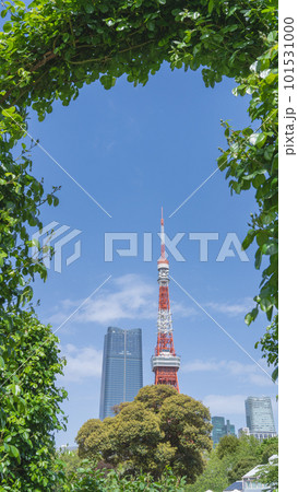 東京都港区|港区立芝公園から見る東京タワー 東京都港区|港区立芝公園から見る東京タワー 101531000