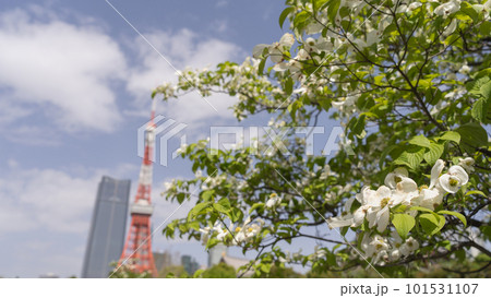 東京都・港区立芝公園に咲くハナミズキと東京タワー 101531107